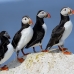 puffin_atlantic_msi_h_0751_can1779.jpg